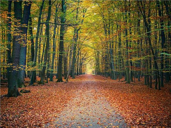 Autumn Scenery 020 Wallpaper by MywallpaperSho