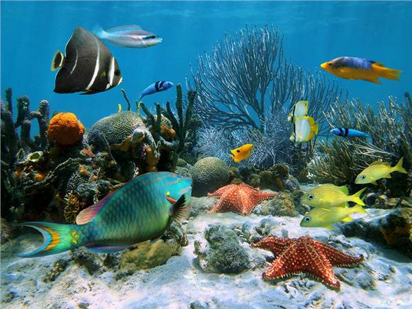 Aquarium Scene 020 3D Wallpaper by MywallpaperSho