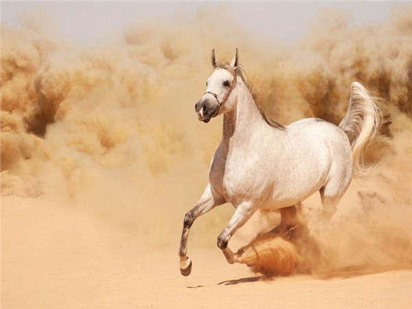 White Horse Scene 020 Wallpaper by MywallpaperSho