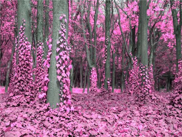 Flower Design 020 Wallpaper by MywallpaperSho