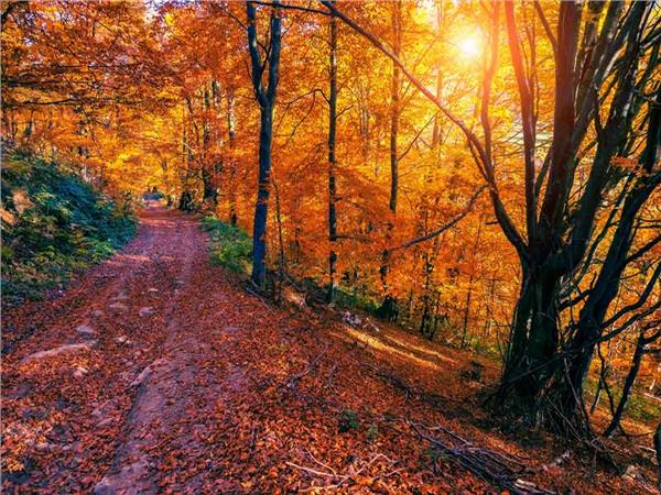 Autumn Scenery 021 Wallpaper by MywallpaperSho