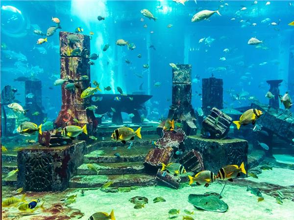 Aquarium Scene 021 3D Wallpaper by MywallpaperSho