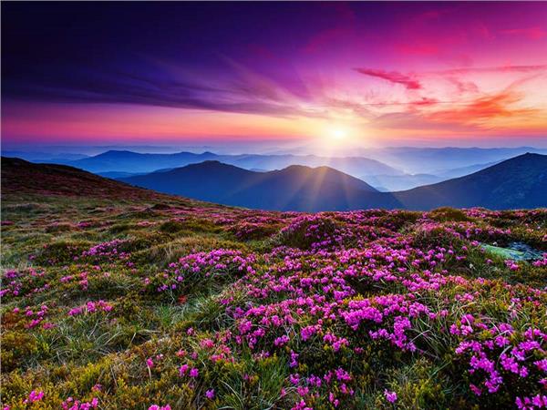 Flower Design 021 Wallpaper by MywallpaperSho