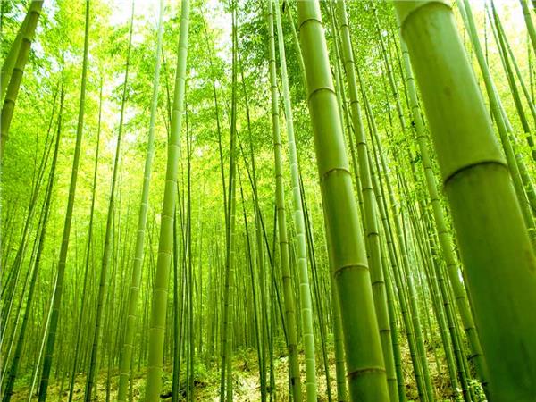 Nature Scenery 022 Wallpaper by MywallpaperSho