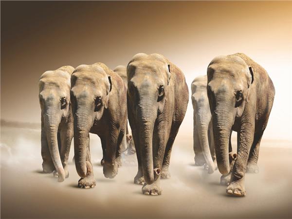 Elephant Scene 022 Wallpaper by MywallpaperSho