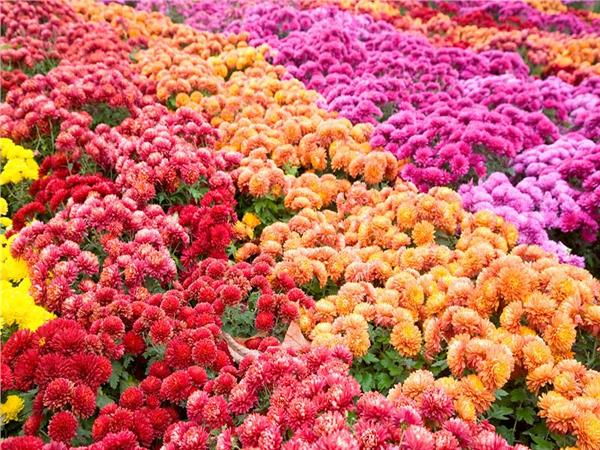 Flower Design 022 Wallpaper by MywallpaperSho