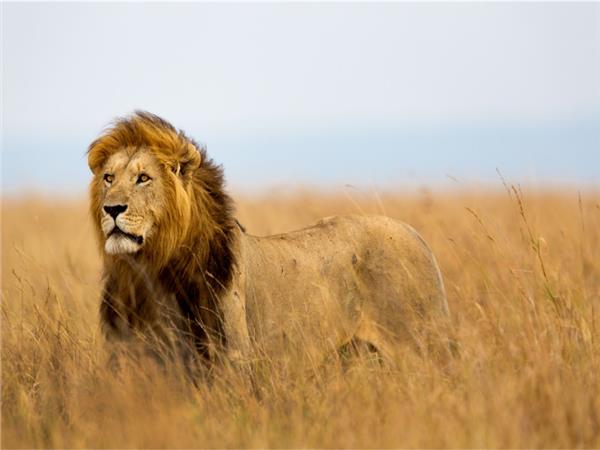 Lion Scene 023 Wallpaper by MywallpaperSho