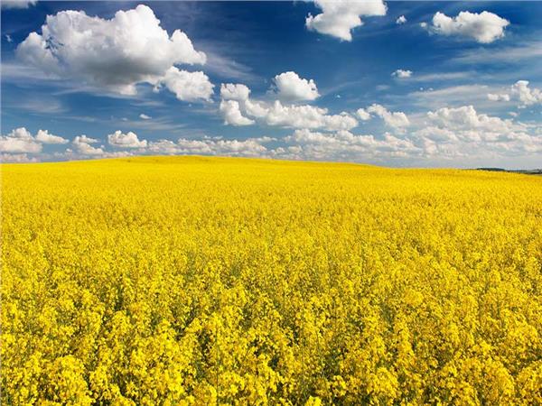 Flower Design 023 Wallpaper by MywallpaperSho