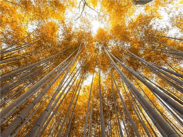 Autumn Scenery 024 Wallpaper by MywallpaperSho