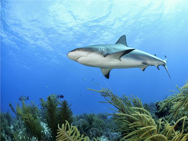 Aquarium Scene 023 3D Wallpaper by MywallpaperSho