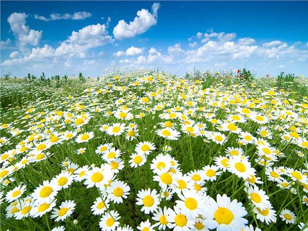 Flower Design 024 Wallpaper by MywallpaperSho