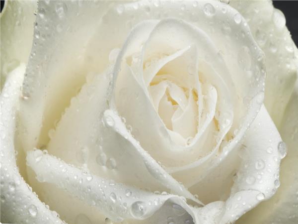 Flower Design 098 Wallpaper by MywallpaperShop