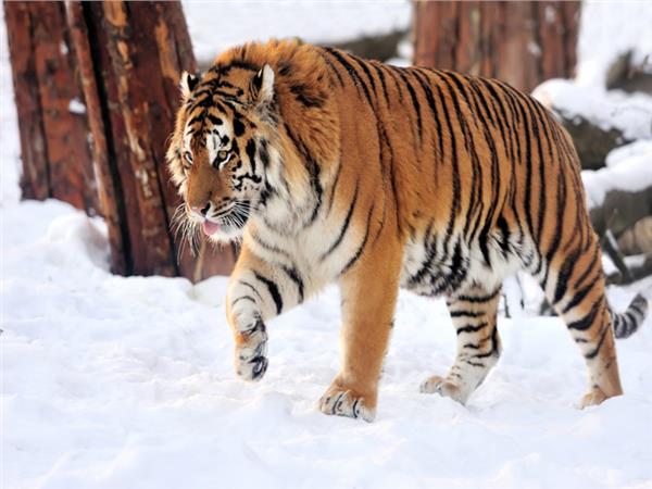 Tiger Scene 025 Wallpaper by MywallpaperSho