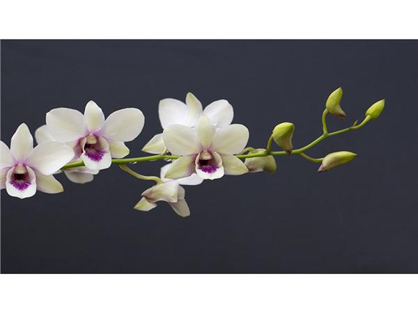 Flower Design 025 Wallpaper by MywallpaperSho