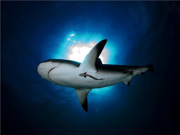 Aquarium Scene 026 3D Wallpaper by MywallpaperSho