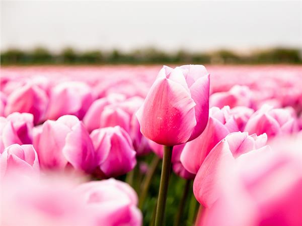 Flower Design 026 Wallpaper by MywallpaperSho
