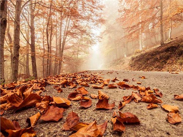 Autumn Scenery 027 Wallpaper by MywallpaperSho