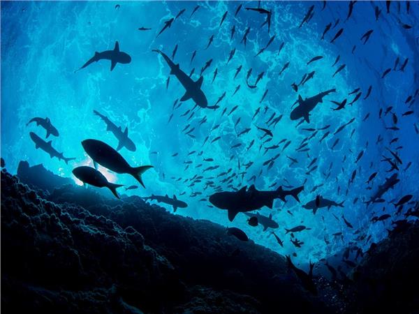 Aquarium Scene 027 3D Wallpaper by MywallpaperSho