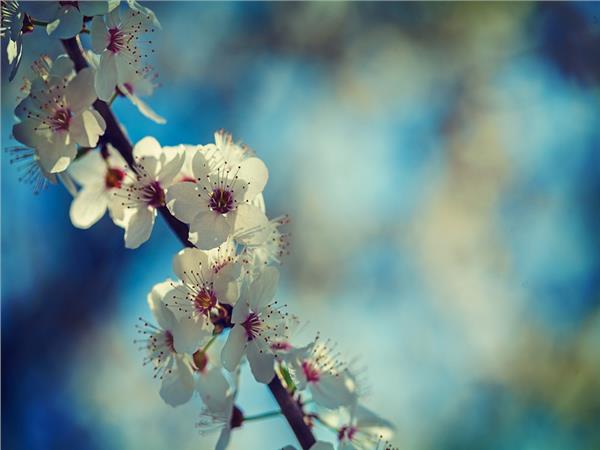 Flower Design 027 Wallpaper by MywallpaperSho