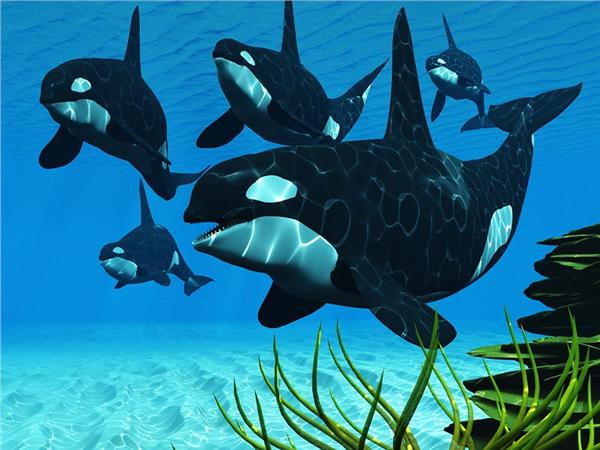 Aquarium Scene 028 3D Wallpaper by MywallpaperSho