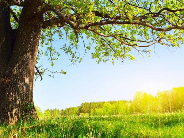 Nature Scenery 028 Wallpaper by MywallpaperSho