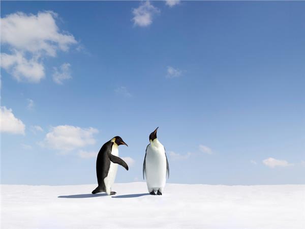 Penguen Scene 028 Wallpaper by MywallpaperSho