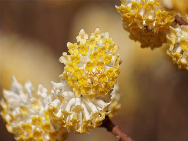 Flower Design 028 Wallpaper by MywallpaperSho