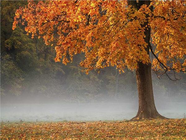 Autumn Scenery 029 Wallpaper by MywallpaperSho