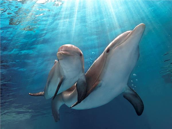 Aquarium Scene 029 3D Wallpaper by MywallpaperSho