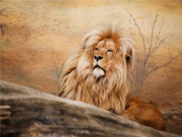 Lion Scene 029 Wallpaper by MywallpaperSho
