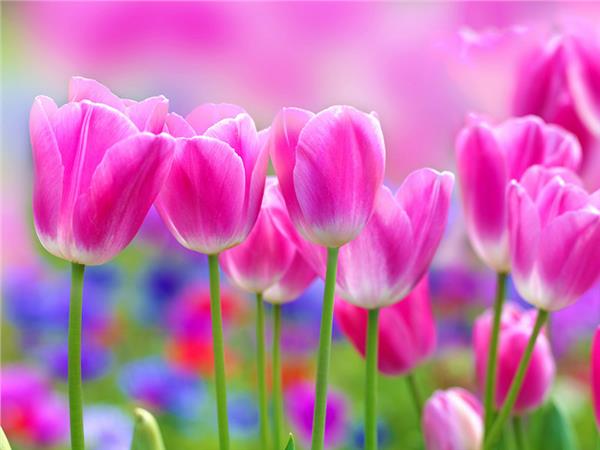 Flower Design 029 Wallpaper by MywallpaperSho