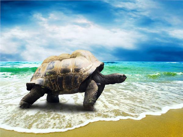 Turtle Scene 030 Wallpaper by MywallpaperSho