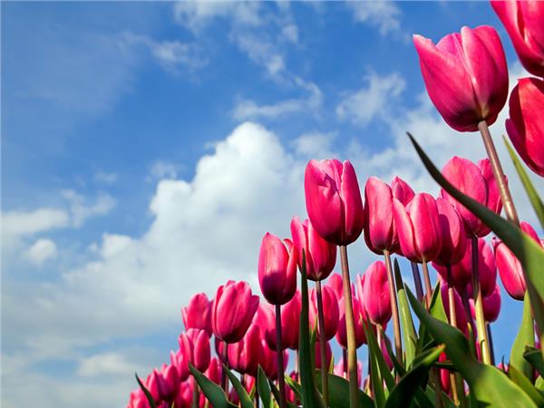 Flower Design 030 Wallpaper by MywallpaperSho