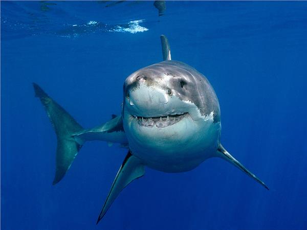 Aquarium Scene 031 3D Wallpaper by MywallpaperSho