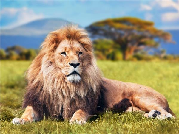 Lion Scene 031 Wallpaper by MywallpaperSho