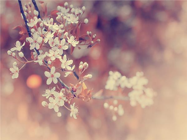 Flower Design 031 Wallpaper by MywallpaperSho