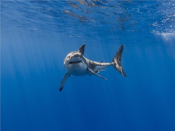 Aquarium Scene 032 3D Wallpaper by MywallpaperSho