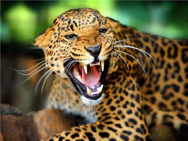 Leopar Scene 032 Wallpaper by MywallpaperSho