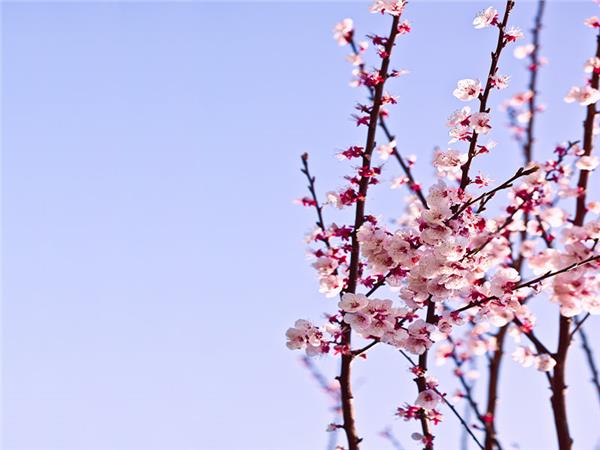 Flower Design 032 Wallpaper by MywallpaperSho