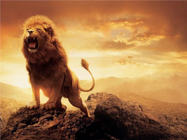 Lion Scene 033 Wallpaper by MywallpaperSho