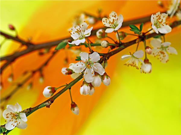 Flower Design 033 Wallpaper by MywallpaperSho