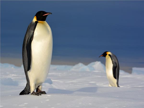 Penguen Scene 034 Wallpaper by MywallpaperSho