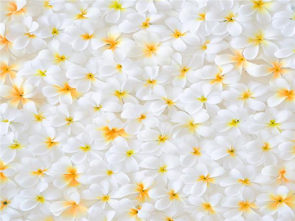 Flower Design 034 Wallpaper by MywallpaperSho