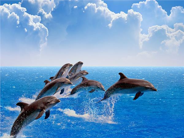 Aquarium Scene 035 3D Wallpaper by MywallpaperSho