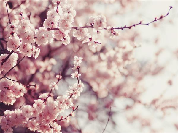 Flower Design 035 Wallpaper by MywallpaperSho