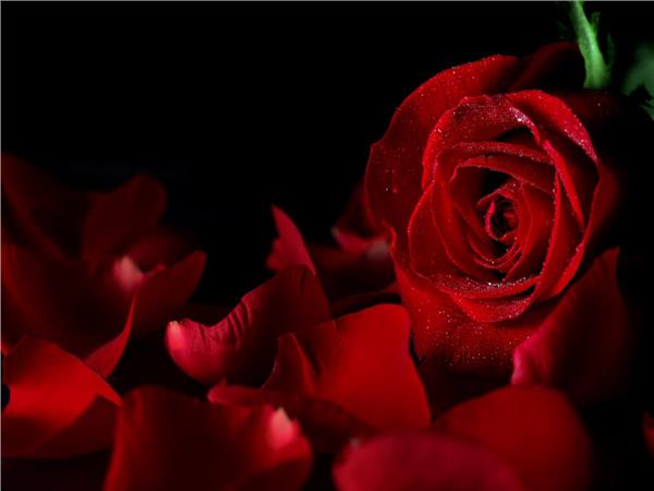 Flower Design Custom Design 0127 3D Wallpaper by MywallpaperShop