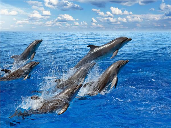 Aquarium Scene 036 3D Wallpaper by MywallpaperSho