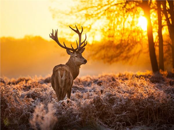 Deer Scene 035 Wallpaper by MywallpaperSho