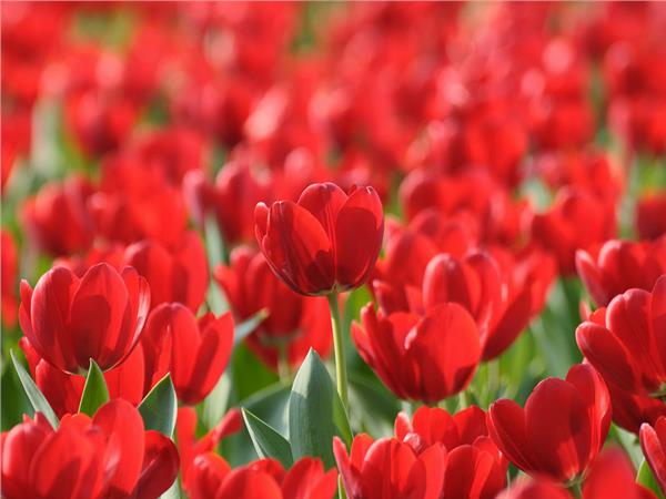 Flower Design 036 Wallpaper by MywallpaperSho