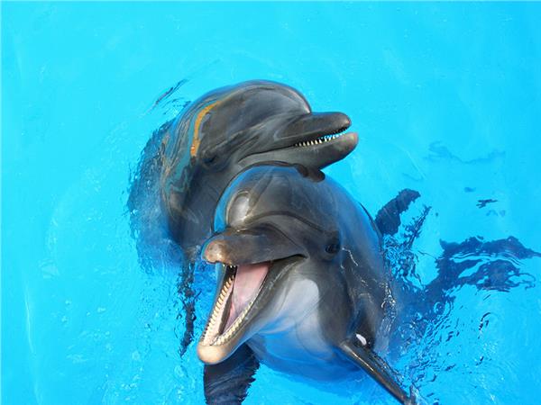 Aquarium Scene 037 3D Wallpaper by MywallpaperSho